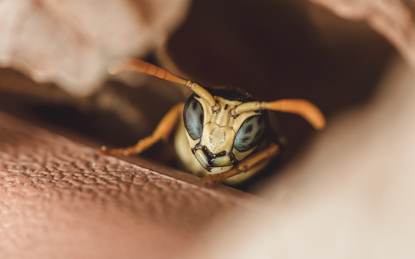 European paper wasp, Polistes dominula